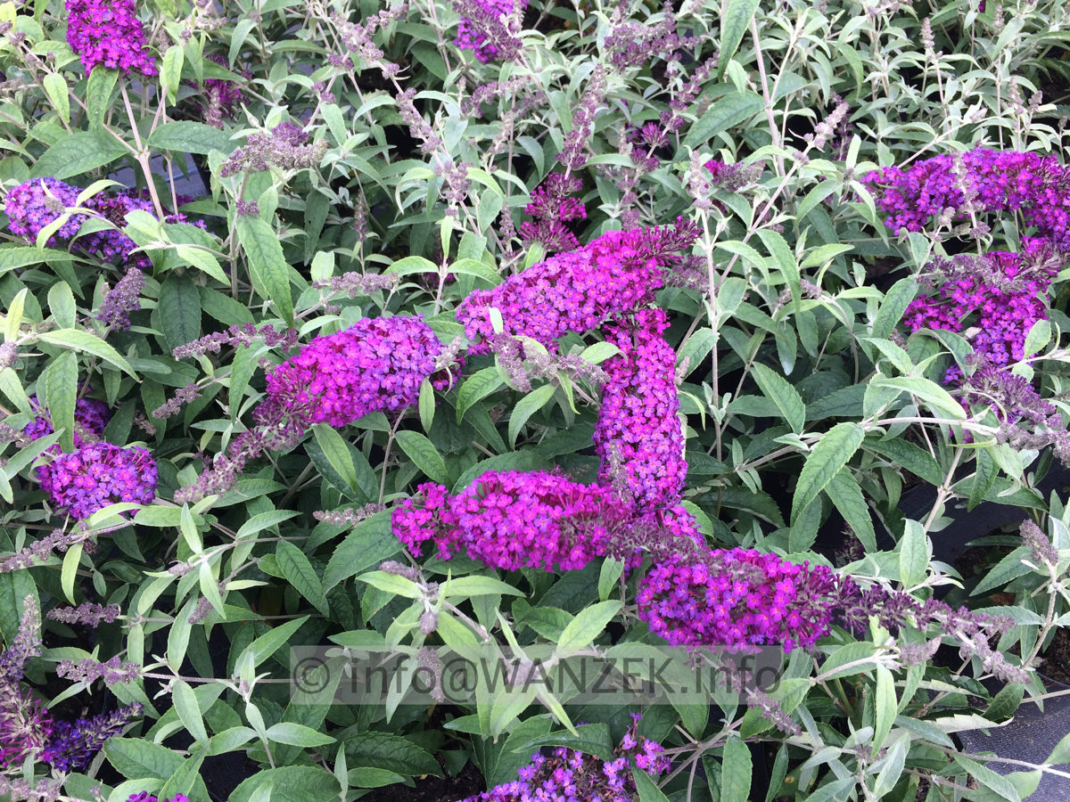 Buddleja BUZZ Pink Purple.JPG